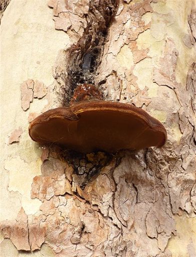 Growing from a stem wound caused by ingrown metal on London plane in Basildon, Essex.
